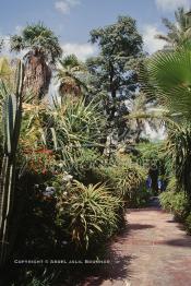 Image du Maroc Professionnelle de  Le Jardin Majorelle une pure merveille crée par le peintre français Jacques Majorelle, qui a eu le coup de foudre pour Marrakech. Yves Saint Laurent et Pierre Bergé font l’acquisition de ce havre de paix durant les années quatre-vingt où Yves Saint Laurent dessina plusieurs pièces. son voeux était de faire de ce parc une œuvre d’art vivante. On y découvre des plantes provenant des cinq continents, yuccas d’Océanie, lotus d’Asie, cactus d’Amérique, palmiers d’Afrique et cyprès d’Europe …, à Marrakech le Lundi 18 Août 1997. ((Photo / Abdeljalil Bounhar)